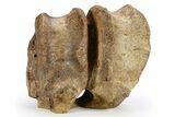 Hadrosaur (Edmontosaurus) Anterior Caudal Vertebrae - Montana #248800-1